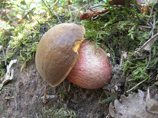 I funghi della foresta di Thann